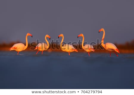 Stok fotoğraf: üyük · Flamingo · Phoenicopterus · Ruber