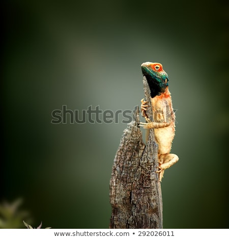 Stock foto: Ground Agama Sunbathing