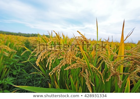 Foto stock: Paddy Field Detail