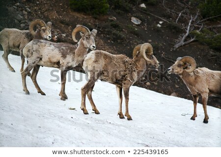 Stock fotó: Healthy Male Ram Bighorn Sheep Wild Animal Montana Wildlife