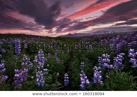 Stockfoto: Field Of Lupine Iceland