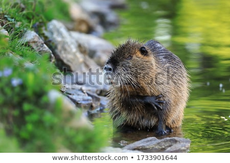 Foto stock: Beaver Sitting On Rock
