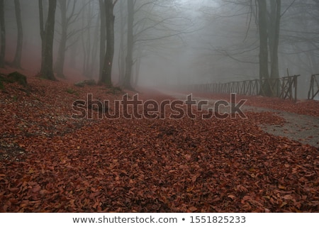 Stock photo: Autumn Road In Italy With Fog In The Morning