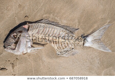 ストックフォト: Fish Bone Bones Corpse Skin And Bone Dead Deceased Washed Up Drying Out Dry Dehydrated Bri