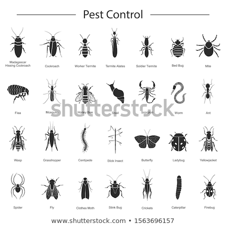 Сток-фото: Black Spider Insect Vector Icon