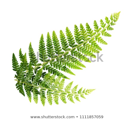 ストックフォト: Fern On White