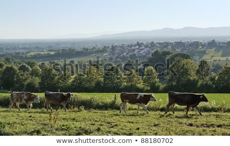Agricultural View Around Emmendingen Stock fotó © PRILL