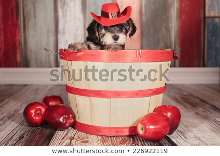 Stock photo: Cute Teacup Yorkie Puppy In Adorable Backdrops And Prop For Cale