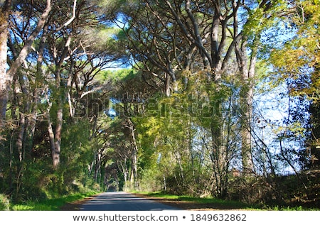 Сток-фото: Rural Road Lined With Leafy Green Trees