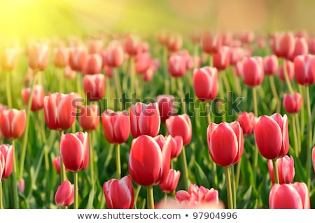 Stockfoto: Beautiful Tulips Field In Spring Time With Sun Rays