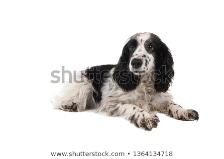 Foto stock: Cocker Spaniel Lying