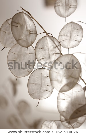 Zdjęcia stock: Lunaria Annua Silver Dollar Plant