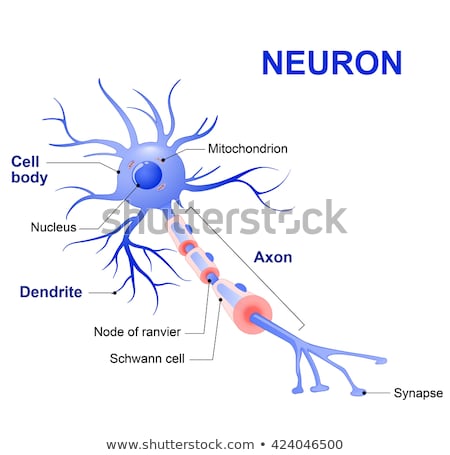 Stok fotoğraf: Structure Of A Typical Neuron