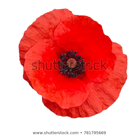 Foto stock: Poppy Flower