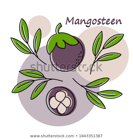 Сток-фото: Purple Mangosteen Exotic Juicy Fruit Vector Poster