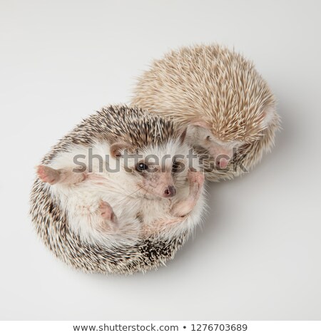 Stok fotoğraf: Adorable White Hedgehog Couple Standing And Lying
