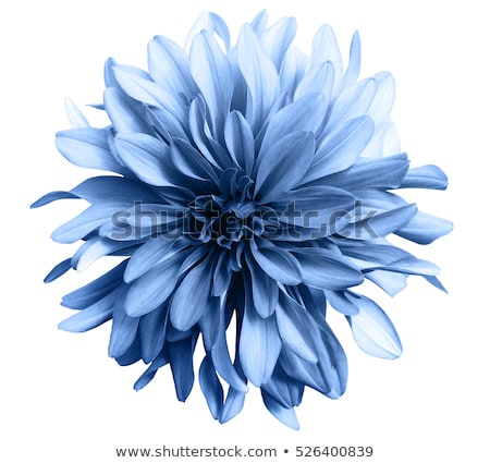 Foto stock: Blue Flower On White Background