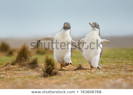 Stok fotoğraf: Happy Wild Animal Running