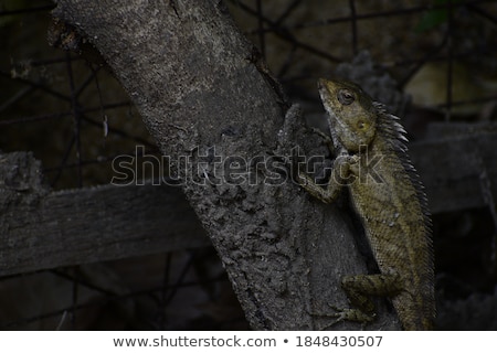 Zdjęcia stock: Lizard Ready To Hunt