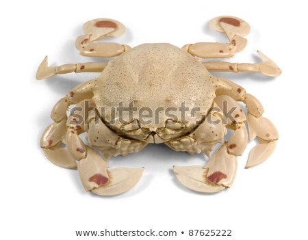 Moon Crab In White Back Stock fotó © PRILL