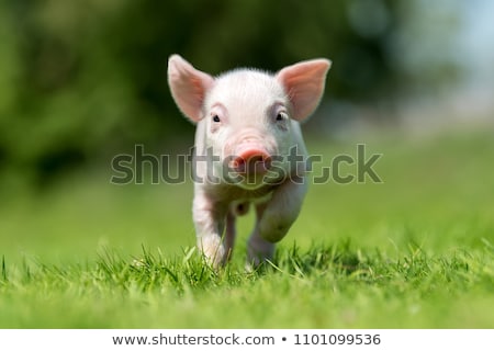 Foto stock: Piglets