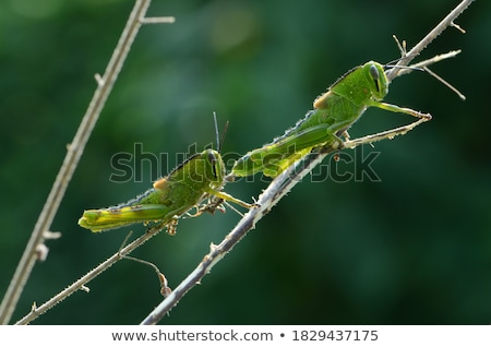 Foto stock: Grasshopper In Green Nature