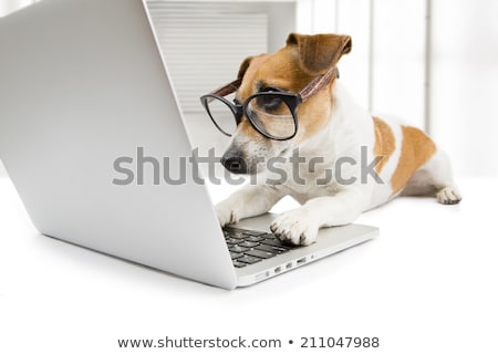 ストックフォト: Dog Computer Pc Tablet