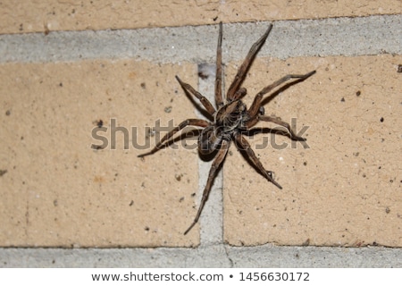 Stock photo: Wolf Spider In The Nature