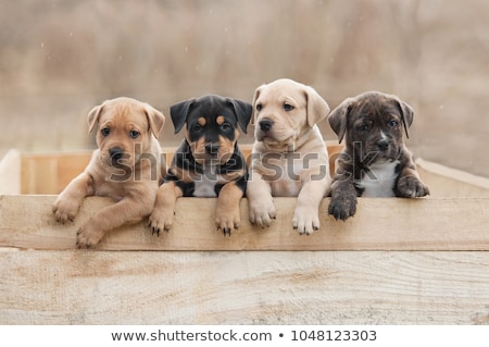 Stock photo: Litter Of Puppies