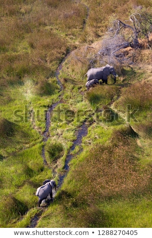 Foto stock: African Elephant Loxodonta Africana