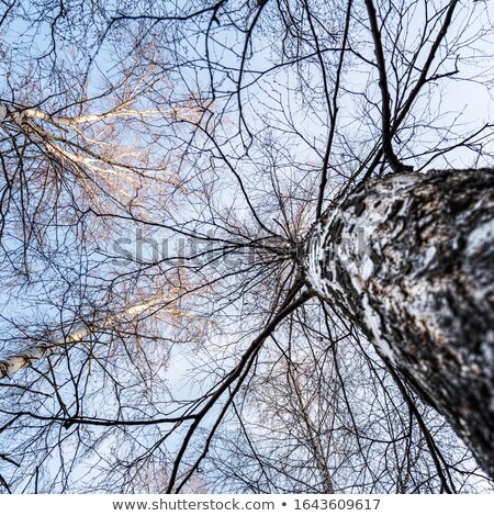 Stok fotoğraf: White Birch Trees Against The Sky