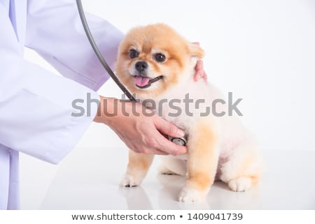 Stock photo: Vet Checking A Small Dog