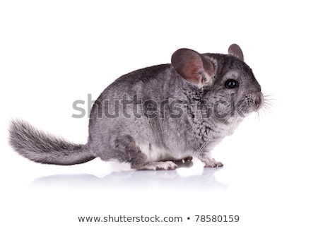 Stock photo: Chinchilla Baby Isolated Over White Background