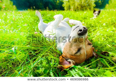 Stock foto: Dog Siesta At Park