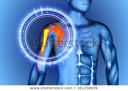 Stockfoto: 3d Rendering Medical Illustration Of The Fibula Bone