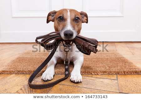 Foto d'archivio: Dog With Leash Waiting For A Walk