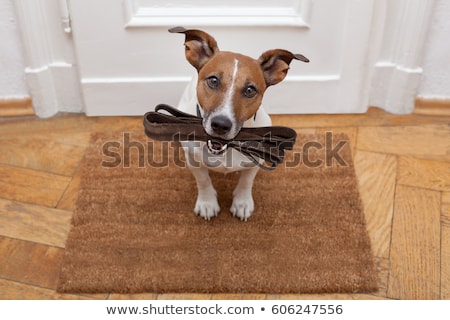 Foto stock: Owner Punishing His Dog