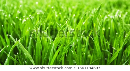 Fresh Wet Green Grass Closeup Foto stock © Smileus