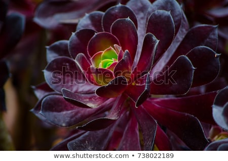 Stockfoto: Green Rosettes Of Succulent Aeonium Arboreum