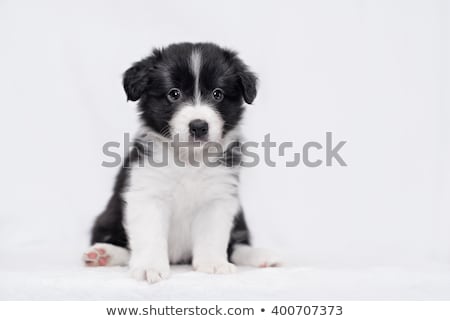 Stock photo: Studio Shot Of A Cute Border Collie Puppy