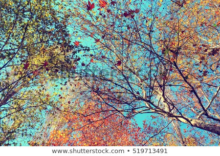 Stok fotoğraf: Autumn Nature In Park Fall Leaves And Trees Outdoors In Milan Lombardy Region In Northern Italy