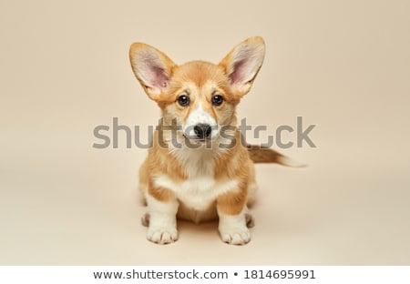 Foto stock: Cute Little Dog