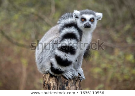 Stok fotoğraf: Lemurs In Captivity