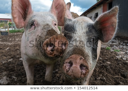 Stockfoto: Muddy Pig