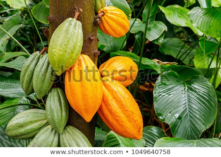 Stock photo: Cacao Plant