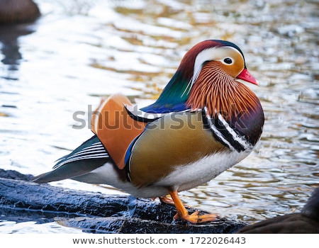 [[stock_photo]]: Mandarin Duck