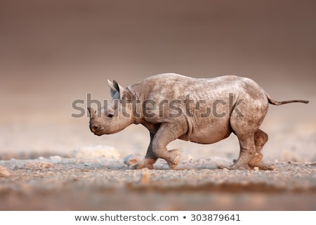 Сток-фото: Black Rhinoceros Baby Running