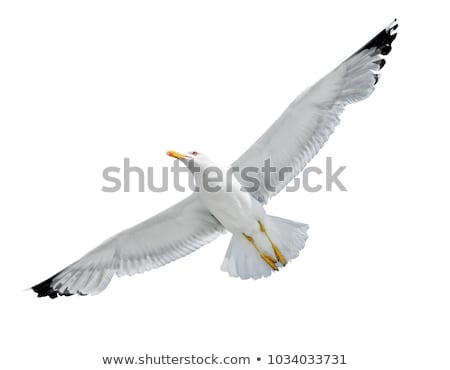 Сток-фото: Seagull In Flight