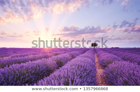 Stock fotó: Beautiful Image Of Lavender Field Landscape With Single Tree Ton
