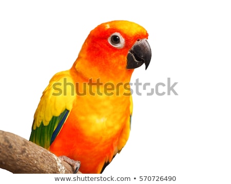 Foto stock: Birdsun Conure Parrot Pet